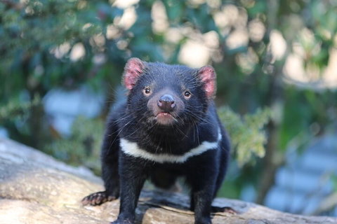 1-Hour Tasmanian Devil Feeding Day Tour At Cradle Mountain - Accommodation Redcliffe 1