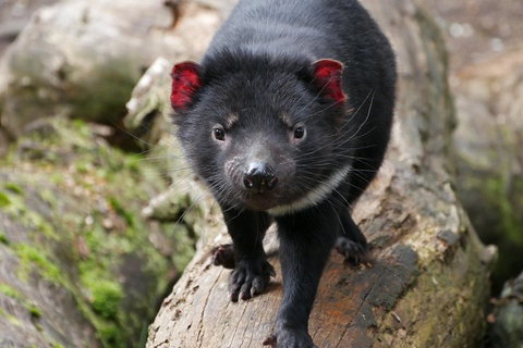 1-Hour Tasmanian Devil Feeding Day Tour At Cradle Mountain - Accommodation Redcliffe 4