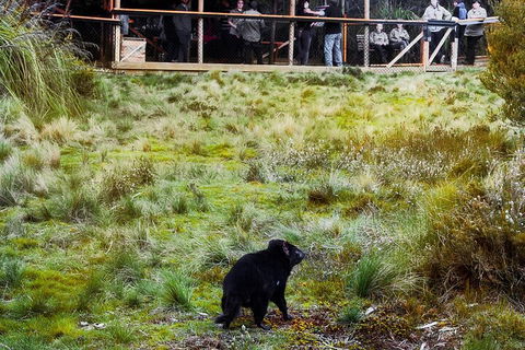1-Hour Tasmanian Devil Feeding Day Tour At Cradle Mountain - Accommodation Redcliffe 5