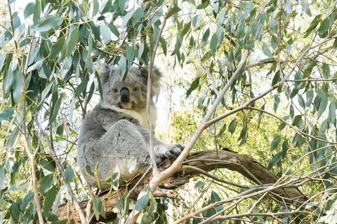 Ultimate Reverse Direction - 12 Apostles, Great Ocean Road - Small Group Tour - Accommodation Redcliffe 5