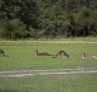 Yanchep  Lancelin - Wildlife Cave And Sands - Accommodation Redcliffe