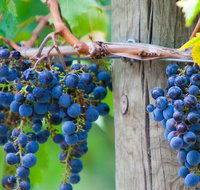 Yarra Valley Dandenong Ranges inc. lunch with wineplus morning teachocolate - Accommodation Redcliffe
