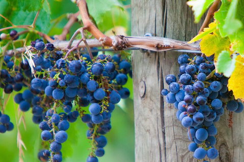 Yarra Valley, Dandenong Ranges Inc. Lunch With Wine,plus Morning Tea,chocolate - Accommodation Redcliffe 0