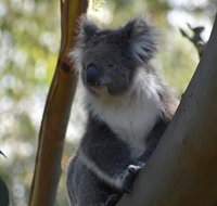 Full-Day Bus Tour Phillip Island Wildlife and Brighton Beach - Accommodation Redcliffe