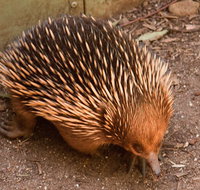 Puffing Billy And Healesville Sanctuary Scenic Tour - Accommodation Redcliffe