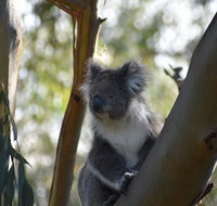 Healesville Sanctuary And Phillip Island Wildlife Bus Tour - Accommodation Redcliffe