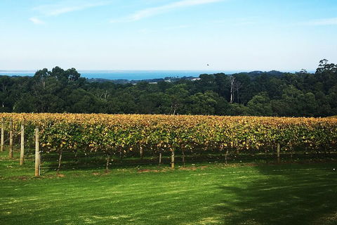 Yarra Valley Wine Tour Inc Lunch With A Glass Of Wine, Tastings And Chocolate - Accommodation Redcliffe 2