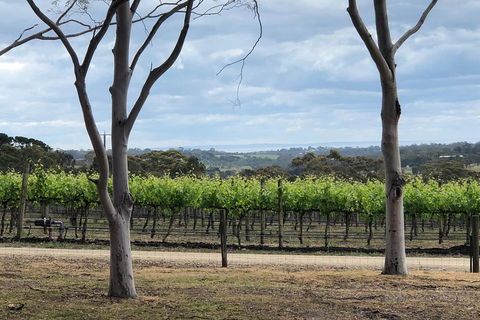 Yarra Valley Wine Tour Inc Lunch With A Glass Of Wine, Tastings And Chocolate - Accommodation Redcliffe 3