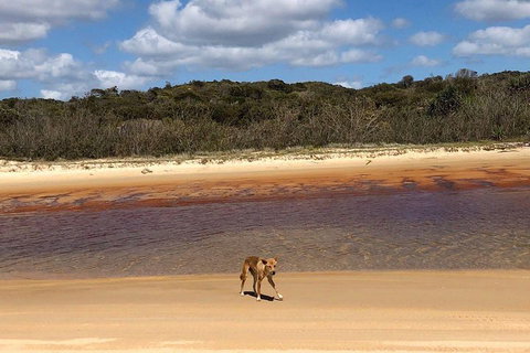 Pippies 3 Days 2 Nights Fraser Island Tour - Accommodation Redcliffe 2