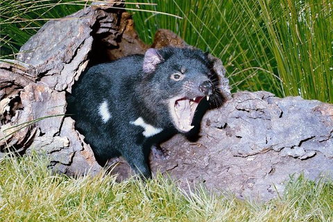 Private Blue Mountains Tour With Kangaroo And Koala Experience - Accommodation Redcliffe 0