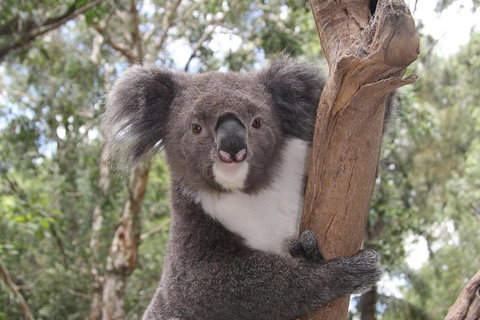 Private Blue Mountains Tour With Kangaroo And Koala Experience - Accommodation Redcliffe 2