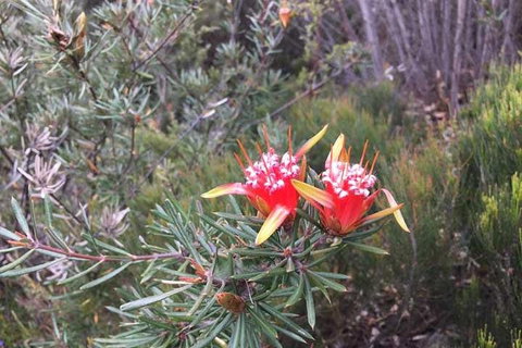 Private Blue Mountains Tour With Kangaroo And Koala Experience - Accommodation Redcliffe 4