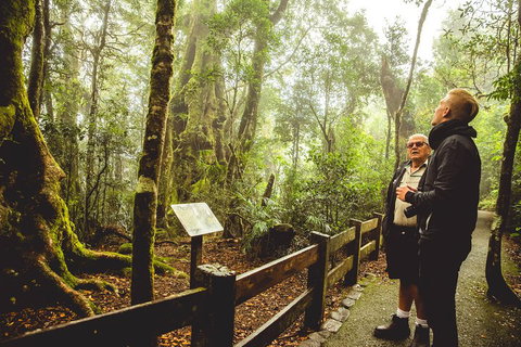 Full-day Springbrook National Park Tour From The Gold Coast - Accommodation Redcliffe 1
