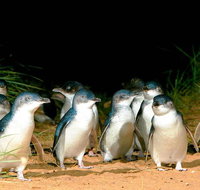 Phillip Island Penguins Private Tour - Accommodation Redcliffe