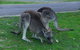 Private Grampians Day Tour - thumb 5
