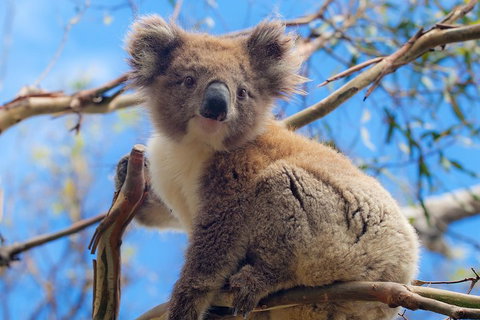 Private Phillip Island Tour - Accommodation Redcliffe 2