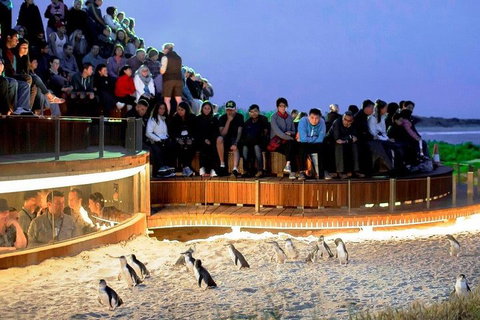Private Phillip Island Tour - Accommodation Redcliffe 3