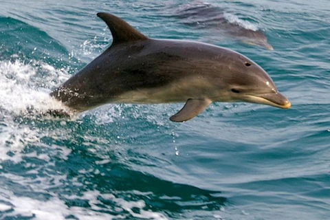 1.5HR Mudjimba Island Wildlife Safari - Accommodation Redcliffe 0