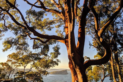 Manly & Sydney's Northern Beaches With 'Personalised Sydney Tours' - Accommodation Redcliffe 4