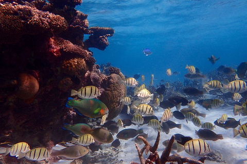 Lagoon Explorer - Ningaloo Reef Full-Day Kayaking And Snorkeling Adventure - Accommodation Redcliffe 2