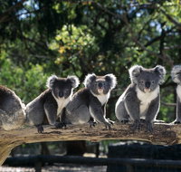 Private Tour Healesville Sanctuary Wildlife  Puffing Billy Steam Train - Accommodation Redcliffe