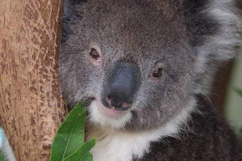 All Inclusive Blue Mountains Small-Group Day Trip From Sydney - Accommodation Redcliffe 1