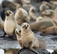 Puffing Billy Wildlife Sanctuary  Penguins Day Tour from Melbourne - Accommodation Redcliffe