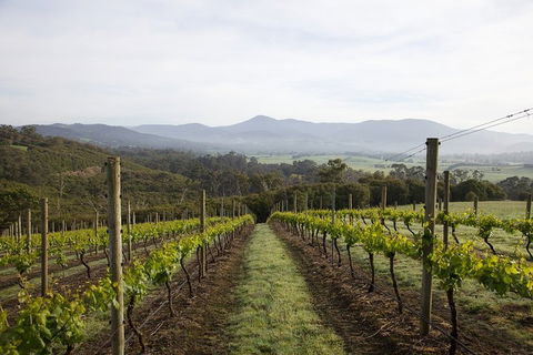 Yarra Valley 2-6 Guests Premium Food And Wine Inc Lunch At Dominique Portet - Accommodation Redcliffe 1