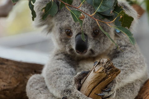 Private Phillip Island & Penguin Parade Hiking Tour From Melbourne - Accommodation Redcliffe 1