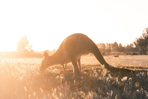 Private Phillip Island & Penguin Parade Hiking Tour From Melbourne - Accommodation Redcliffe 2