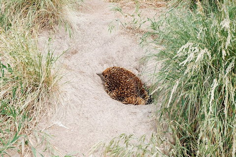 Private Phillip Island & Penguin Parade Hiking Tour From Melbourne - Accommodation Redcliffe 3