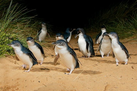 Private Phillip Island & Penguin Parade Hiking Tour From Melbourne - Accommodation Redcliffe 4