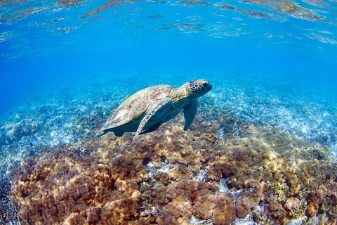 Great Barrier Reef Day Cruise To Reefworld - Accommodation Redcliffe 5
