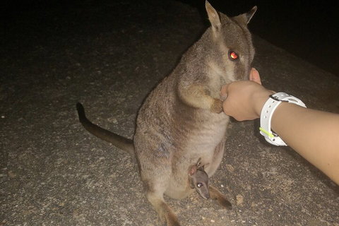 Private Tour To Paronella Park, Historic Village Herberton And Wild Life Wallaby - Accommodation Redcliffe 0