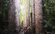 Private Tour To Paronella Park, Historic Village Herberton And Wild Life Wallaby - thumb 2