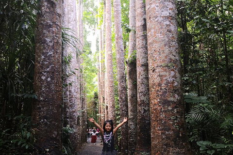 Private Tour To Paronella Park, Historic Village Herberton And Wild Life Wallaby - Accommodation Redcliffe 2