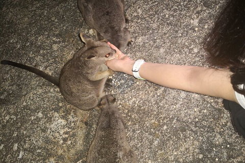 Private Tour To Paronella Park, Historic Village Herberton And Wild Life Wallaby - Accommodation Redcliffe 4