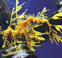 SEA LIFE Melbourne Aquarium Admission Ticket - Accommodation Redcliffe