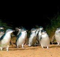 Puffing Billy Moonlit Sanctuary  Penguins Day Tour - Accommodation Redcliffe