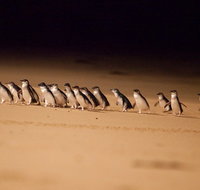 Melbourne Combo Great Ocean Road  Phillip Island Express  Attraction Pass - Accommodation Redcliffe