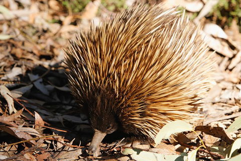 Kangaroo Island In A Day Tour From Adelaide - Accommodation Redcliffe 2