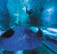 Snorkel with Sharks at AQWA - Accommodation Redcliffe