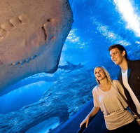 Dive with Sharks at AQWA - Accommodation Redcliffe