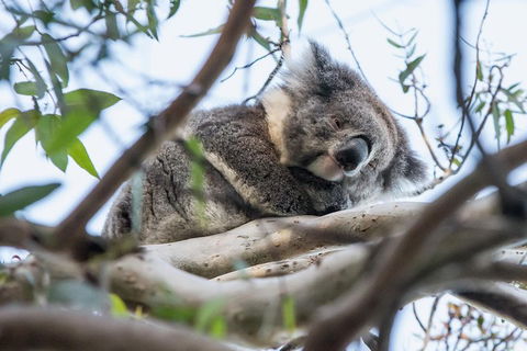 Great Ocean Road And Grampians 2 Day Short Break Escape From Melbourne - Accommodation Redcliffe 2