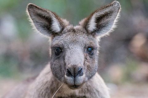 Great Ocean Road And Grampians 2 Day Short Break Escape From Melbourne - Accommodation Redcliffe 4
