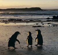 Phillip Island Penguin Parade Day Trip with Koala Conservation Reserve Visit - Accommodation Redcliffe