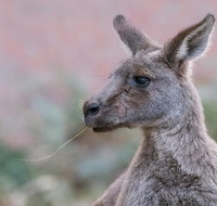Grampians National Park with Kangaroos and MacKenzie Falls from Melbourne - Accommodation Redcliffe