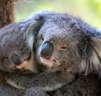 Healesville Sanctuary General Entry Ticket - Accommodation Redcliffe