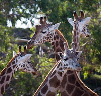 Werribee Open Range Zoo General Admission Ticket - Accommodation Redcliffe