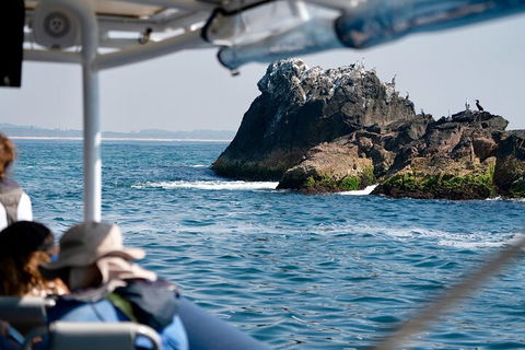 Julian Rocks Byron Bay Cruise - Accommodation Redcliffe 2